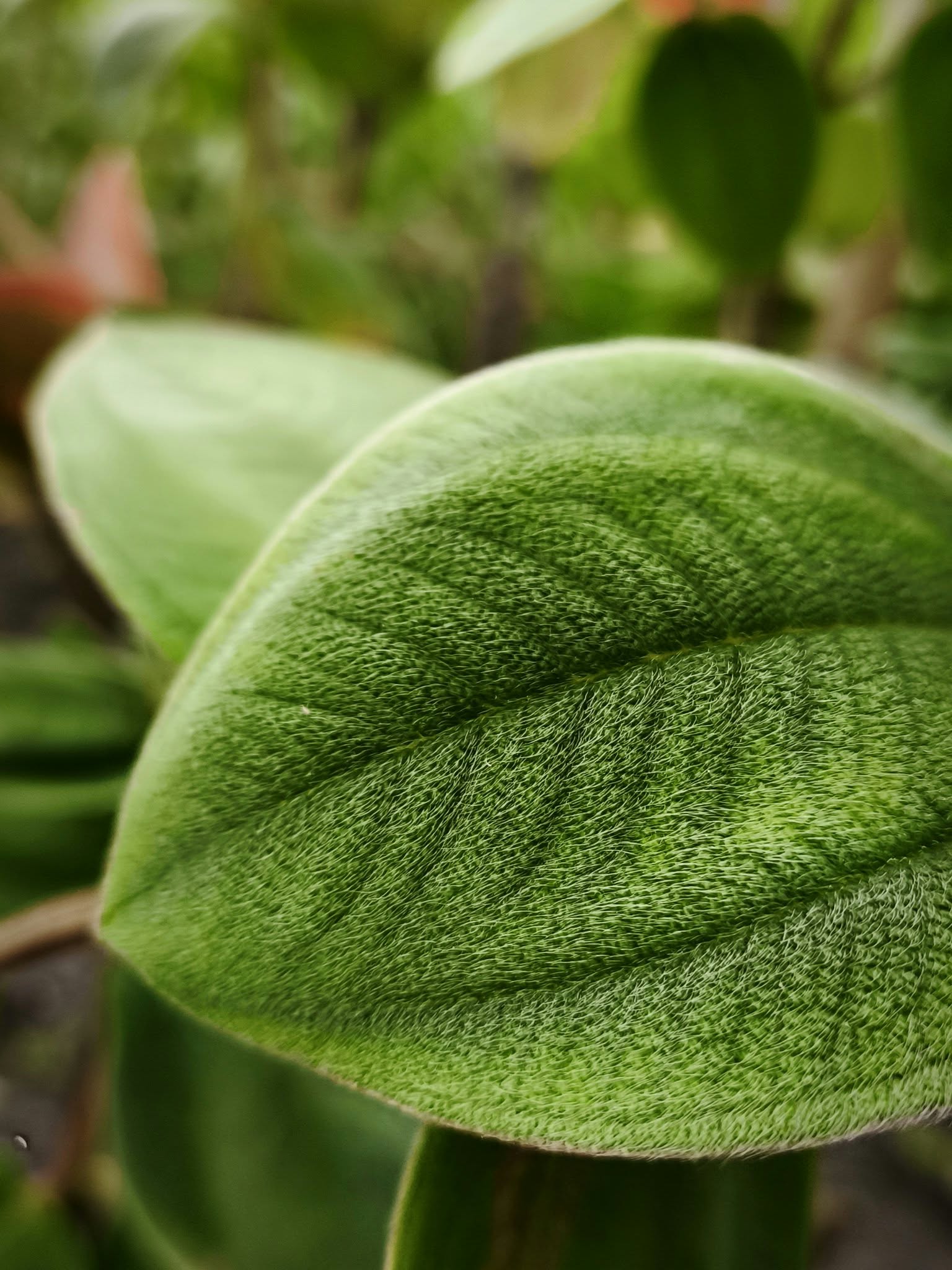 Gros plan sur une feuille verte veloutée