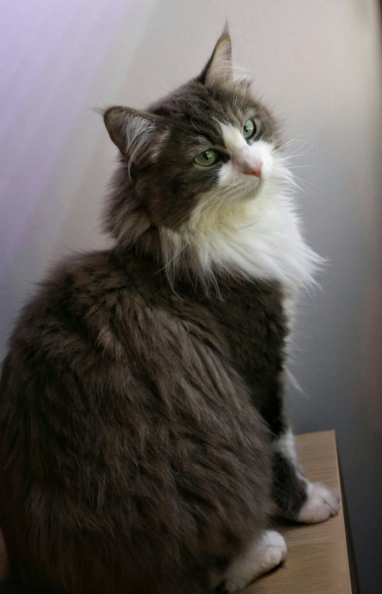Chat aux yeux verts et au pelage long