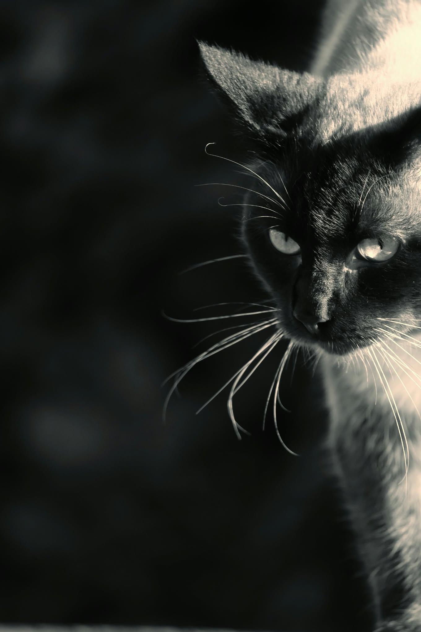 Portrait en clair-obscur d’un chat aux yeux lumineux