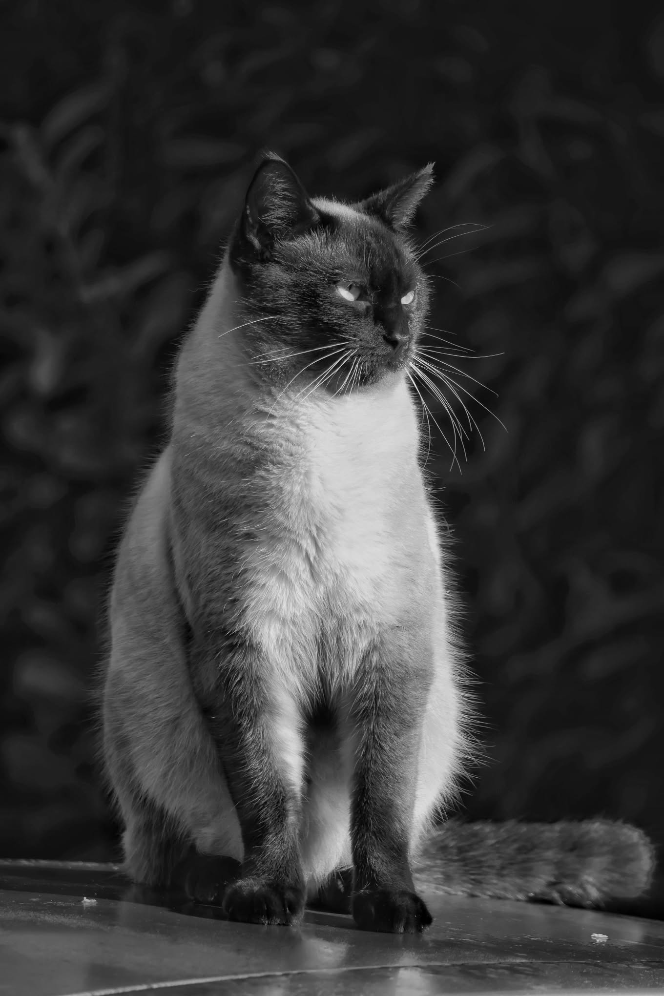 Portrait de chat en noir et blanc