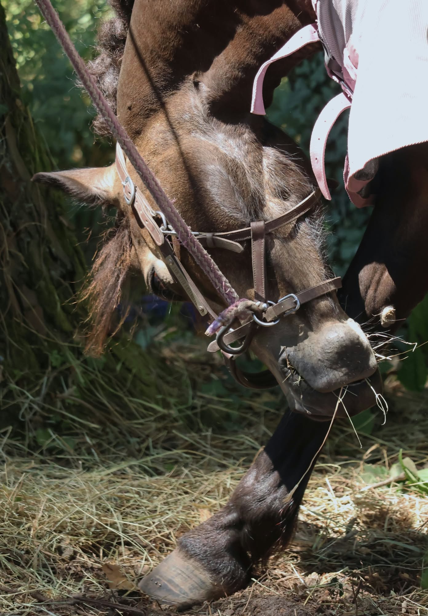 Cheval brun broutant